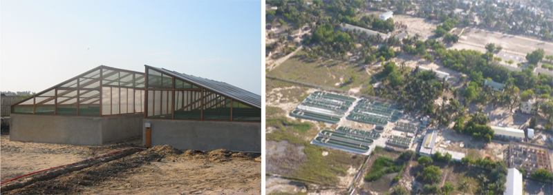 Spirulina farms