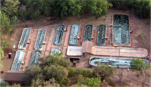 THE KOUDOUGOU FARMS